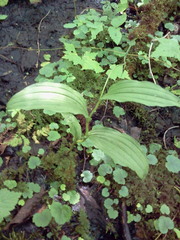 Cypripedium parviflorum