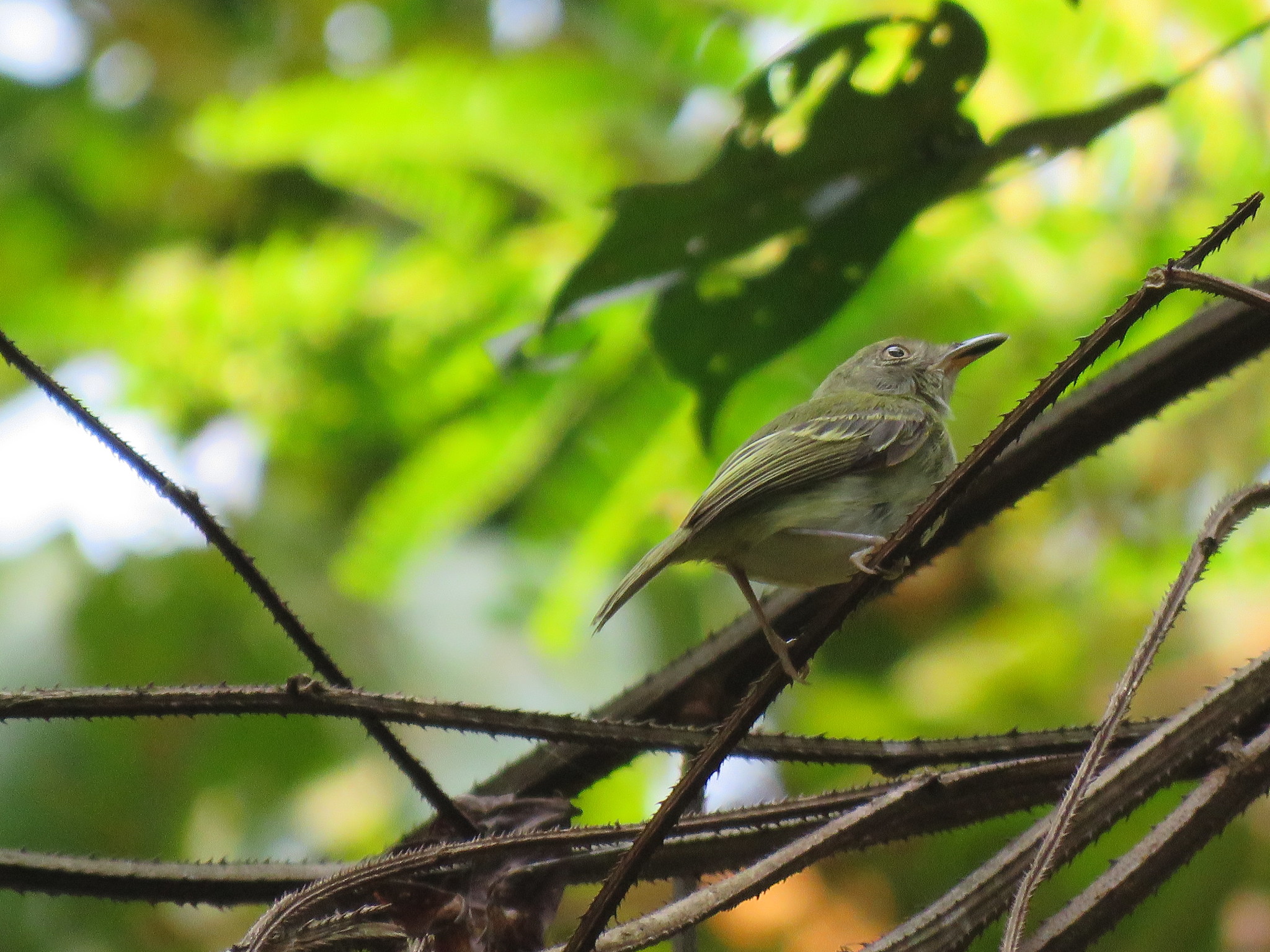 White-bellied Tody-Tyrant (Hemitriccus griseipectus), photo 7