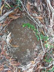 Microcerotermes novaecaledoniae