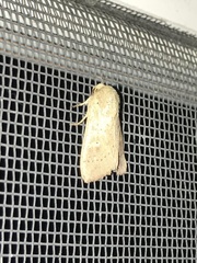 Leucania pseudargyria