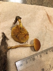 Gymnopilus picreus