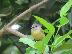 Todirostrum maculatum