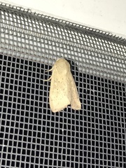 Leucania pseudargyria