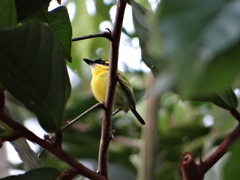 Todirostrum chrysocrotaphum