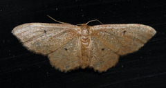 Idaea eremiata