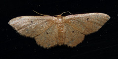 Idaea eremiata
