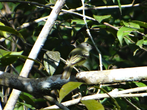 Tolmomyias poliocephalus