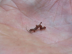 Nematocampa resistaria