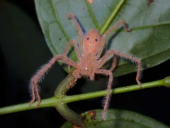 Heteropodinae