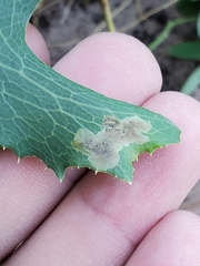 Liriomyza taraxaci