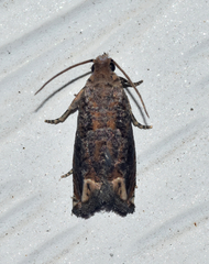 Epiblema abruptana