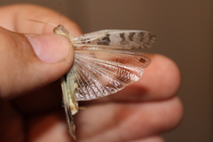 Dissosteira spurcata