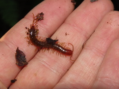 Scolopocryptops nigridius