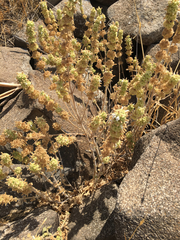Pseudodictamnus undulatus