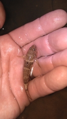 Bathygobius soporator