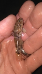 Bathygobius soporator