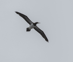 Sula leucogaster brewsteri