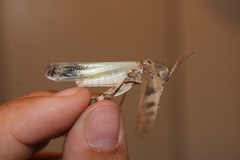 Dissosteira spurcata