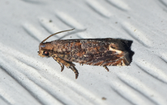 Epiblema abruptana