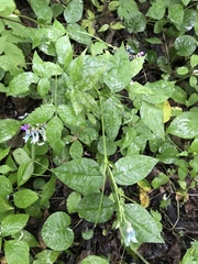 Vicia venosa baicalensis