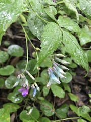 Vicia venosa baicalensis