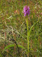Dactylorhiza majalis sphagnicola