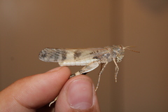 Dissosteira spurcata