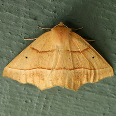 Tetracis jubararia