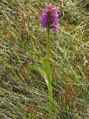 Dactylorhiza majalis sphagnicola