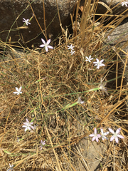 Dianthus strictus