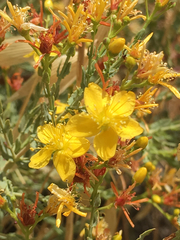 Hypericum triquetrifolium