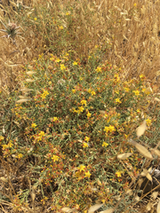 Hypericum triquetrifolium