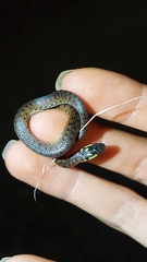 Atractus
