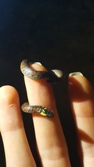 Atractus