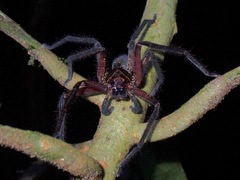 Sparassidae