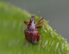 Himatolabus pubescens