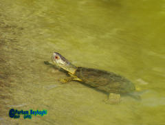 Emys orbicularis
