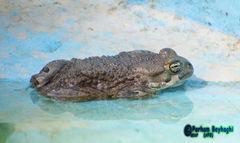 Bufotes viridis sitibundus