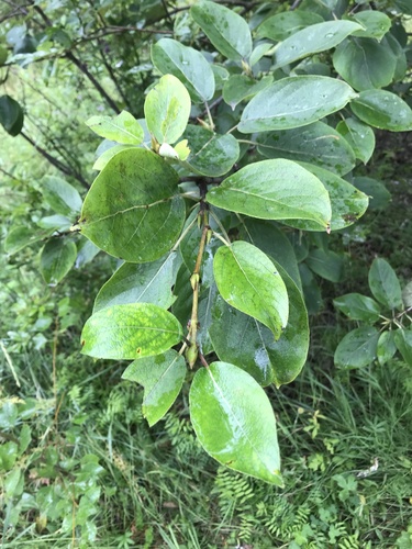 Populus suaveolens Fisch.