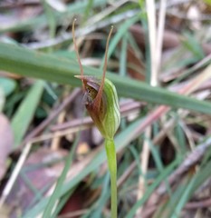 Pterostylis erecta