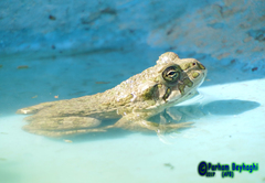 Bufotes viridis sitibundus