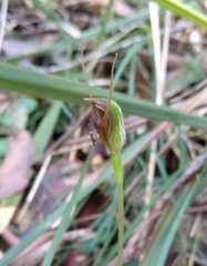 Pterostylis erecta