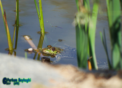 Pelophylax