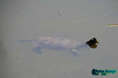 Emys orbicularis persica