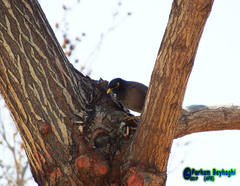 Acridotheres tristis