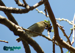 Phylloscopus collybita