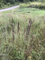 Hordeum brevisubulatum