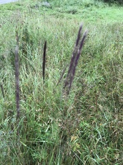 Hordeum brevisubulatum