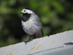 Motacilla alba