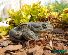 Bufotes viridis sitibundus